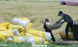 Giá lúa tại Đồng bằng sông Cửu Long đang giảm sâu. Ảnh: CK.