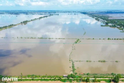 Cánh đồng được quây lưới để nuôi trữ cá mùa nước nổi (Ảnh: Bảo Kỳ).