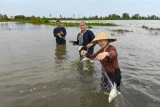 Du khách thích thú trải nghiệm hoạt động bắt cá trên ruộng (Ảnh: CTV).