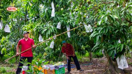 COFIDEC đang tập trung phát triển các vùng nguyên liệu sạch tại Đồng bằng sông Cửu Long theo tiêu chuẩn GlobalGAP. Ảnh: SATRA