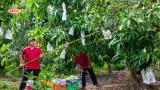 COFIDEC đang tập trung phát triển các vùng nguyên liệu sạch tại Đồng bằng sông Cửu Long theo tiêu chuẩn GlobalGAP. Ảnh: SATRA