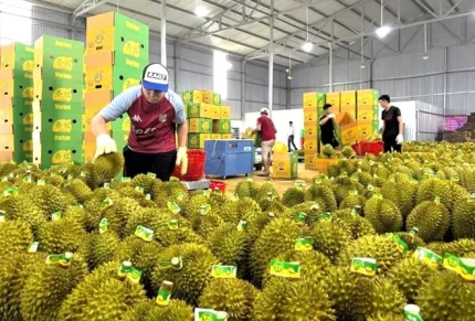 Sầu riêng là mặt hàng nông sản xuất khẩu chủ lực, giá trị cao. Ảnh minh họa