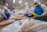 Phân loại, chế biến sản phẩm cá ngừ đại dương xuất khẩu. (Ảnh: Vũ Sinh/TTXVN)