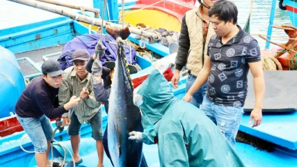 Nhiều doanh nghiệp thủy sản vật lộn trước sức ép từ thị trường Mỹ 1 Mỹ đề nghị Việt Nam tiếp tục duy trì và tăng cường các nỗ lực giảm thiểu tử vong và thương tích nghiêm trọng ngoài ý muốn của các loài thú biển - Ảnh: MINH CHIẾN