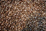 Arabica và Robusta canh tác tại tỉnh Lâm Đồng được chứng nhận Chỉ dẫn địa lý. Ảnh: Hoàng Giang