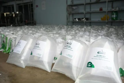 Con giống cá tra của Greenfeed. Ảnh: Greenfeed.