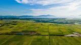 Hà Nội tập trung phát triển nông sản có tiềm năng xuất khẩu 2 Thủ đô sẽ tiếp tục phát triển nhiều sản phẩm có tiềm năng xuất khẩu như lúa Japonica… ẢNH: TRẦN CƯỜNG