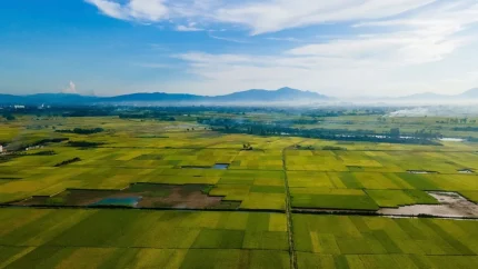 Thủ đô sẽ tiếp tục phát triển nhiều sản phẩm có tiềm năng xuất khẩu như lúa Japonica…ẢNH: TRẦN CƯỜNG