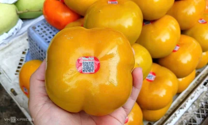 Hồng Fuji trồng tại Đà Lạt có tem truy xuất nguồn gốc đầy đủ, được bán tại cửa hàng ở TP HCM. Ảnh: Thi Hà