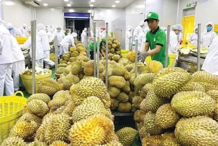 Xuất khẩu sầu riêng tăng gần 130%, doanh nghiệp tăng tốc về đích cuối năm