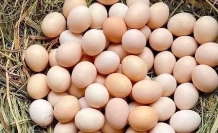 Lòng trắng trứng được cho là một trong những thực phẩm tốt cho người suy thận nhưng khi sử dụng vẫn cần tham vấn bác sĩ. Ảnh: Kiều Vũ