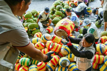 Ký nghị định thư xuất khẩu mít tươi sang Trung Quốc 1 Công nhân sơ chế, làm sạch mít trước khi xuất khẩu - Ảnh: HÀ QUÂN