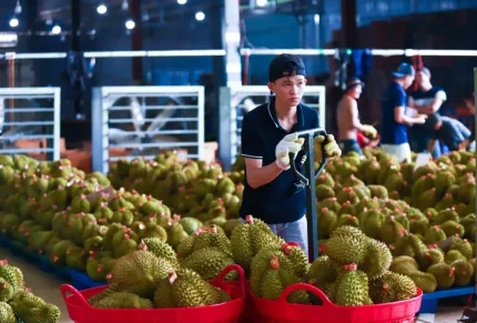 Một kho sầu riêng ở Đắk Lắk - Ảnh: TRUNG TÂN