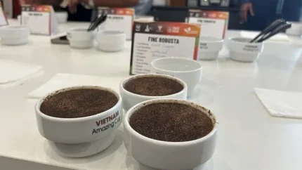 Cà phê đặc sản Robusta Đắk Lắk xuất khẩu sang thị trường Hàn Quốc. Ảnh: Phan Tuấn