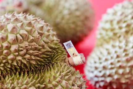 Mã QR code để truy xuất nguồn gốc hàng hóa trên quả sầu riêng. Ảnh: Gia Chính