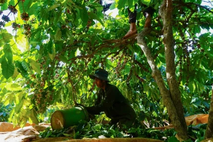 Xuất khẩu nông, lâm, thủy sản 11 tháng vượt kỷ lục năm 2024 1 Thu hoạch cà phê ở Gia Lai. Ảnh: Đức Hóa