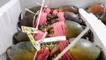 Cà Mau lên kế hoạch phát triển 50.000ha nuôi cua phục vụ xuất khẩu sang Trung Quốc 1 Một lô cua Cà Mau chuẩn bị đóng thùng xuất khẩu sang Trung Quốc - Ảnh: THANH HUYỀN