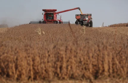 Nông dân thu hoạch đậu nành trên một cánh đồng ở Rippey, bang Iowa tháng 10/2019. Ảnh: AFP