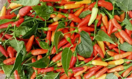 Ớt xiêm đỏ được bán với giá 200.000 đồng một kg tại chợ Xóm Mới, phường An Hội Đông (TP HCM). Ảnh: Thi Hà