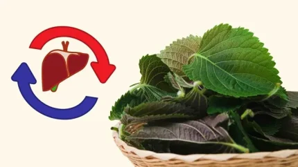 Lá tía tô tốt cho gan thận. Đồ họa: Hạ Mây