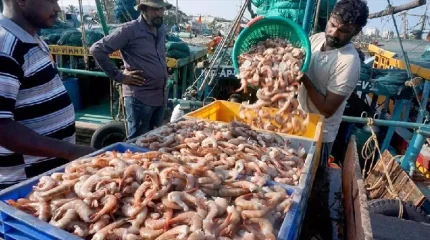 Xuất khẩu tôm Ấn Độ tăng tốc bất chấp chiến tranh thương mại với Mỹ 1 Ảnh minh họa