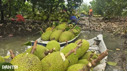 Nông dân thu hoạch mít tại tỉnh Đồng Tháp (Ảnh: Huân Trần).