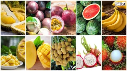 Chuối đang đứng trước cơ hội trở thành ngành hàng xuất khẩu tỷ USD. Ảnh minh họa: VOV