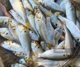 Thực phẩm tốt cho xương khớp người sau tuổi 50 2 Cá mòi là một trong những thực phẩm tốt cho xương khớp người sau tuổi 50. Ảnh: Quang Minh.