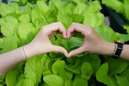 Thói quen đơn giản giúp bảo vệ tim mạch mỗi ngày 1 Tăng thực phẩm nguồn gốc thực vật là thói quen giúp cải thiện sức khỏe tim mạch. Ảnh: Thanh Thanh