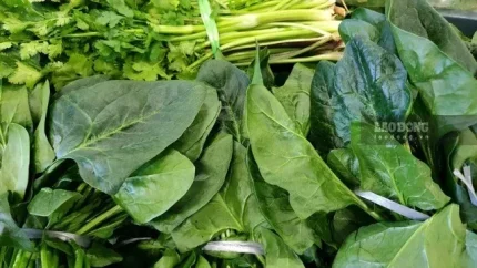 Những thực phẩm tốt cho gan nên có trong bữa ăn hằng ngày 1 Xây dựng một chế độ ăn có rau xanh giúp hỗ trợ tốt cho gan. Ảnh: Hương Sơn