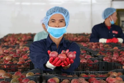 Chanh leo là một trong những mặt hàng xuất khẩu chủ lực của Việt Nam. Ảnh: Việt Linh