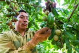 Thu hái trái mắc ca ở Đăk Lăk. Ảnh: Báo Đăk Lăk