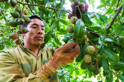 Thu hái trái mắc ca ở Đăk Lăk. Ảnh: Báo Đăk Lăk