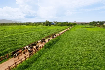 Nhiều doanh nghiệp chú trọng phát triển vùng nguyên liệu. Ảnh: Vinamilk