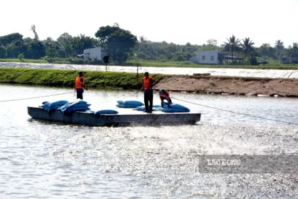 Đồng Tháp phấn đấu phát triển thủy sản theo hướng hiện đại, đến năm 2030 trở thành trung tâm phát triển thủy sản vùng. Ảnh: Thanh Mai
