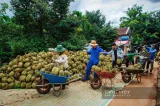 Xuất khẩu rau quả 3 tháng liên tiếp vượt 1 tỷ USD, sầu riêng bứt phá những tháng cuối năm 5 9 tháng năm 2026 xuất khẩu rau quả của Việt Nam đạt gần 7,35 tỷ USD. Đây là tháng thứ 3 liên tiếp xuất khẩu rau quả đạt trên 1 tỷ USD, trong đó, sầu riêng là mặt hàng xuất khẩu chủ lực. Ảnh: Hồng Duyên