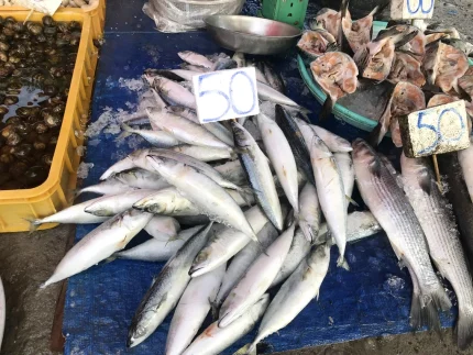 Cá saba loại nhỏ được bán với giá 50.000 đồng/kg (Ảnh: Nam Bình).