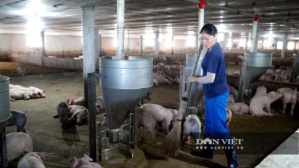 Nhân viên công ty Trang Linh chăm sóc đàn heo trong trại nuôi. Ảnh: NVCC