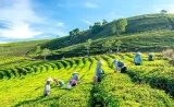 Xuất khẩu thanh long, chè, thủy sản trước loạt tiêu chuẩn mới 6 Ảnh minh họa