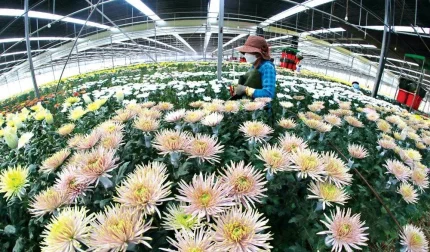 Xuất khẩu hoa cúc sang Nhật Bản thu gần 800 tỷ đồng trong 8 tháng